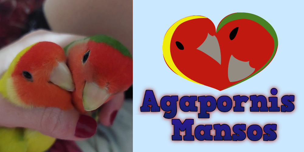 Bem-vindo ao Agapornis Mansos: O Refúgio dos Amigos Alados